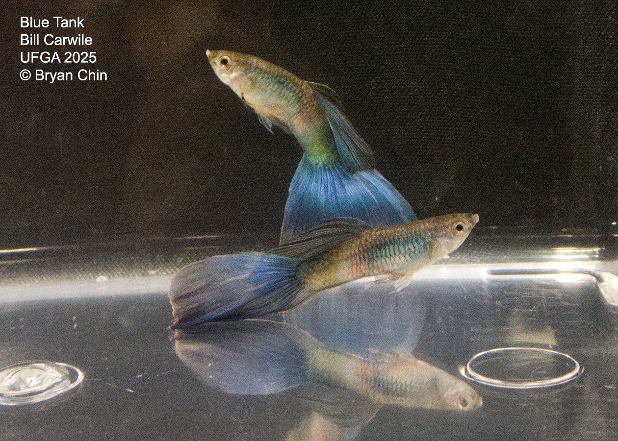 Guppy Blue